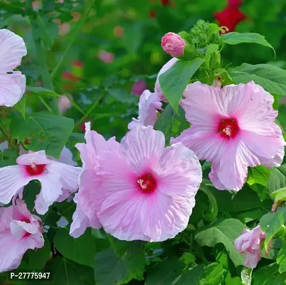 Double petal hibiscus plant ( pack of 1 )