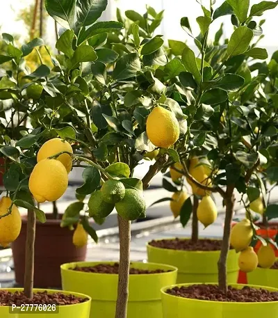 Lemon Plant for Gardening