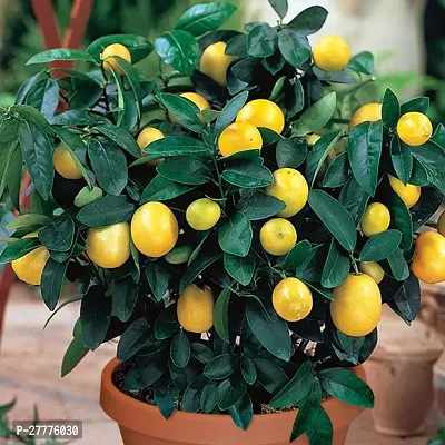 Lemon Plant for Gardening-thumb0