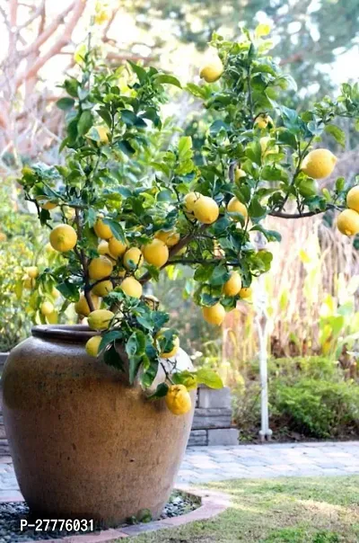 Lemon Plant for Gardening-thumb0