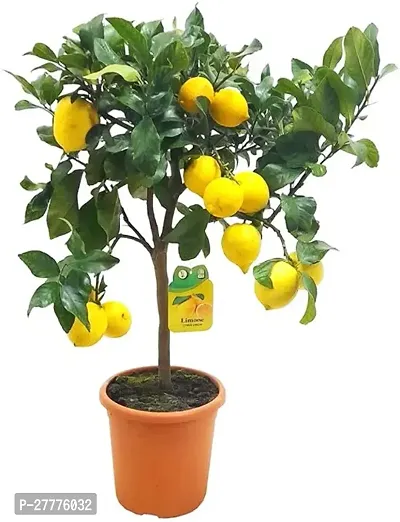 Lemon Plant for Gardening-thumb0