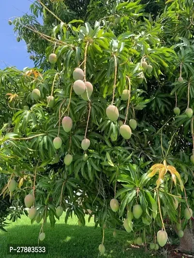 Mango plant hybrid all seas-thumb0