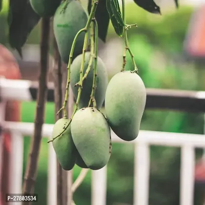 Mango plant live ( pack of 1 )-thumb0