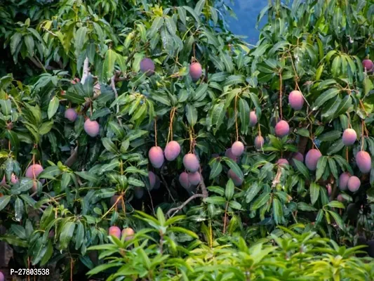 Mango plant live hybrid ( pack of 1 )