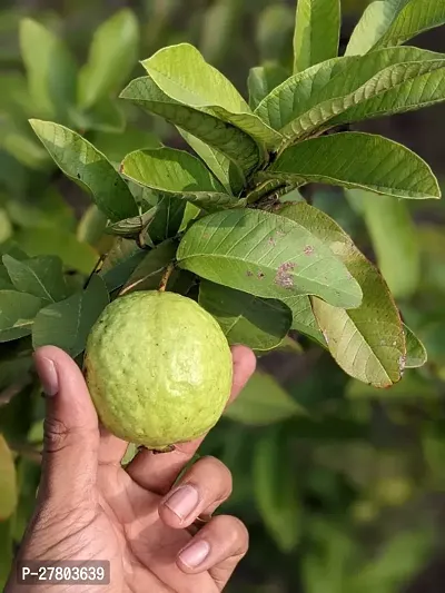 Guava live plant grafted ( pack of 1 )