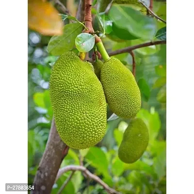 Jackfruit plant hybrid grafted ( pack of 1 )-thumb0