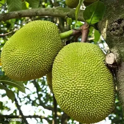 Jackfruit plant live ( pack of 1 )