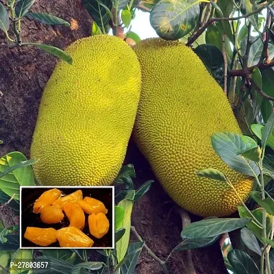 Jackfruit plant big size ( pack of 1 )-thumb0