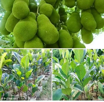 Jackfruit grafted live plant hybrid ( pack of 1 )