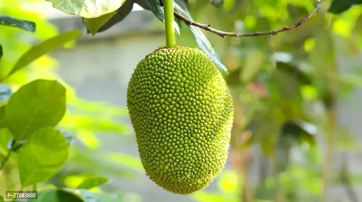 Vietnam jackfruit plant all seas-thumb0