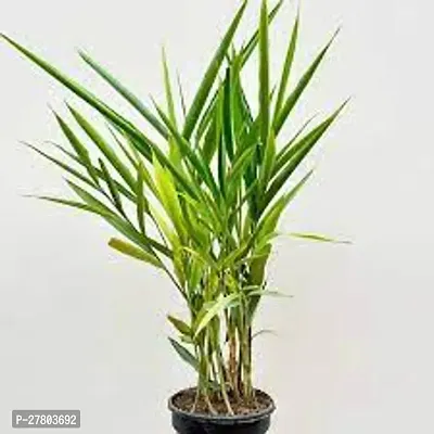 Elaichi plants live ( pack of 1 )