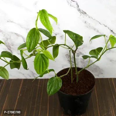 Black pepper plant live ( pack of 1 )