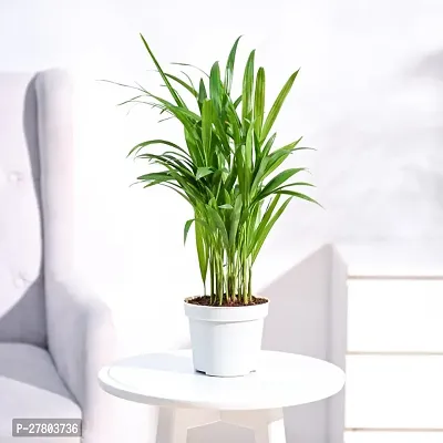 Areca palm live plant ( pack of 1 )