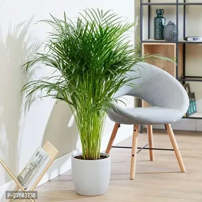 Areca palm plant tall ( pack of 1 )-thumb0