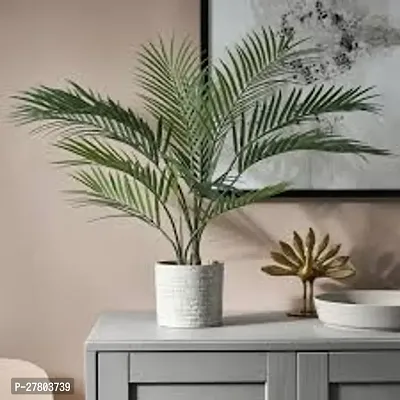 Areca palm plant big size ( pack of 1 )