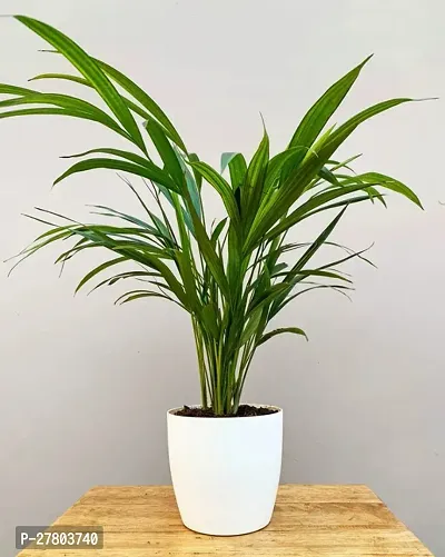 Dwarf areca palm live plant ( pack of 1 )