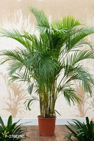 Areca palm plant without pot ( pack of 1 )-thumb0