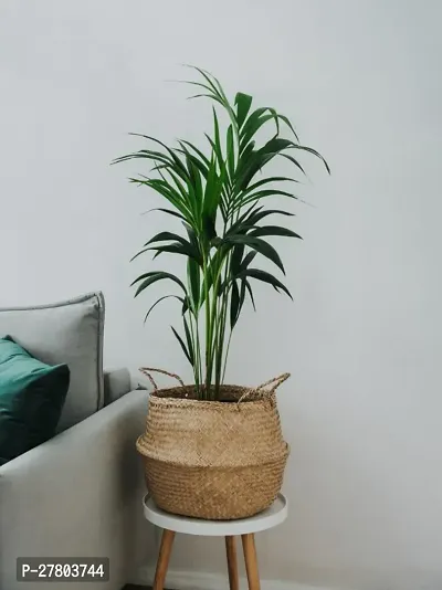 Mini areca palm live plant ( pack of 1 )-thumb0