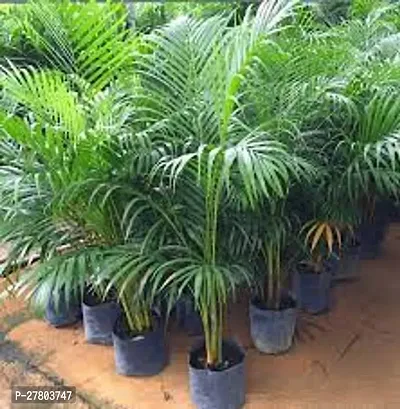 Areca palm tree outdoor ( pack of 1 )-thumb0