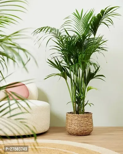 Areca palm tree ( pack of 1 )