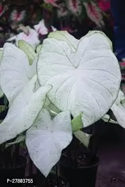 Elephant ear plant bulb ( pack of 1 )