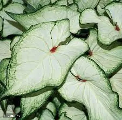 Elephant ear plant ( pack of 1 )-thumb0