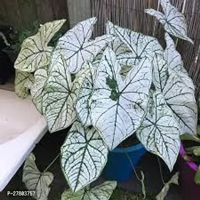 Elephant ear plant live ( pack of 1 )