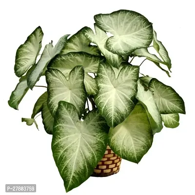 Elephant ears plant ( pack of 1 )