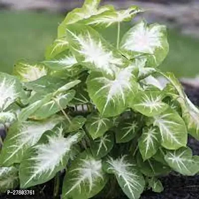 Elephant ear alocasia live plant ( pack of 1 )-thumb0