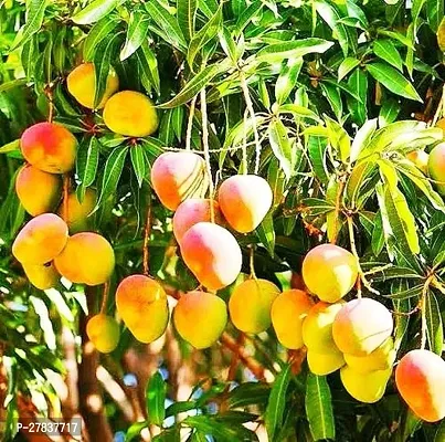 All time mango plant grafted ( pack of 1 )-thumb0