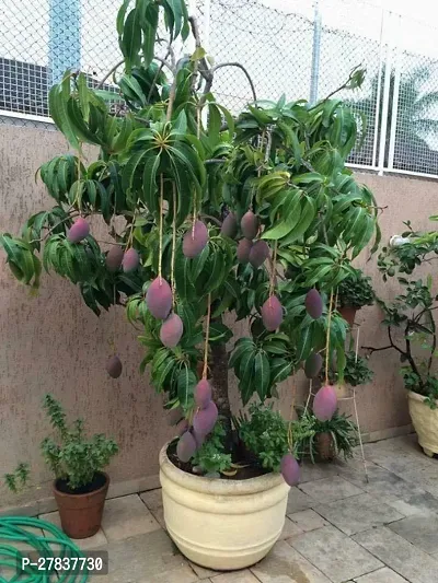 Thai mango plant ( pack of 1 )-thumb0