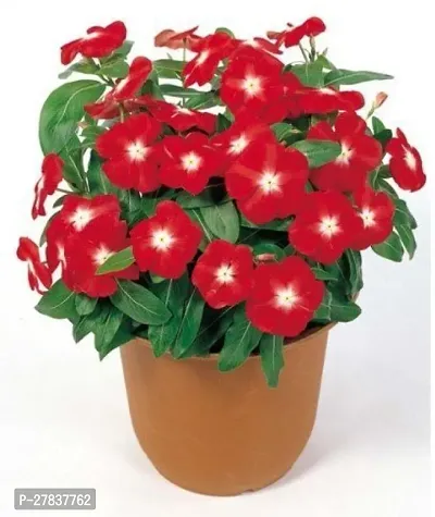 Vinca flower plant live ( pack of 1 )