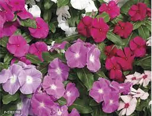 Periwinkle flower plant ( pack of 1 )