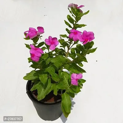 White periwinkle plant ( pack of 1 )-thumb0