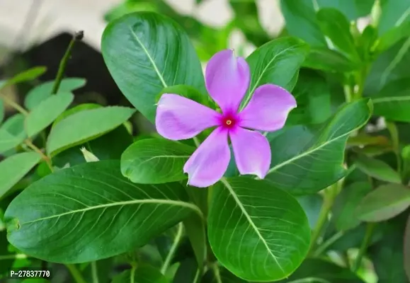 White nayantara flower plant ( pack of 1 )