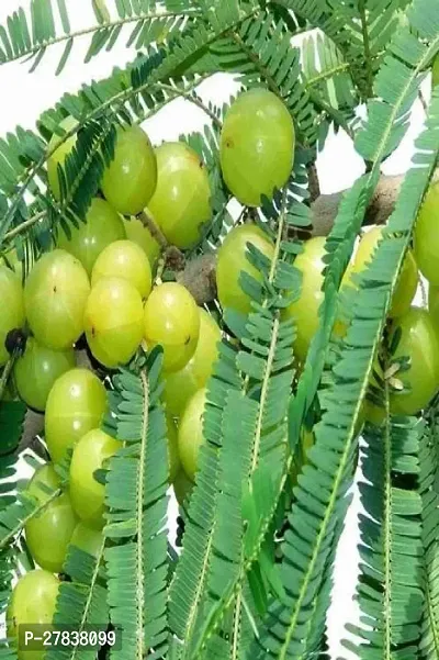 Bhumi amla live plant ( pack of 1 )-thumb0