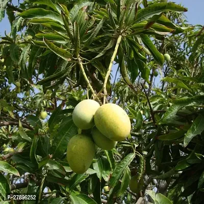 Himsagar mango plant ( pack of 1 )-thumb0