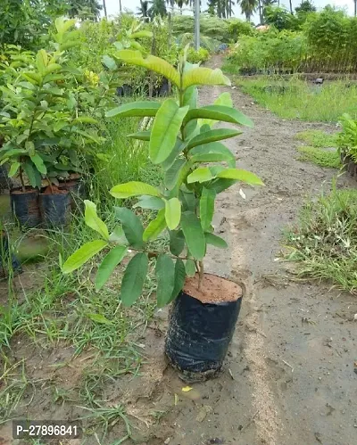 Taiwan pink guava plant hybrid ( pack of 1 )