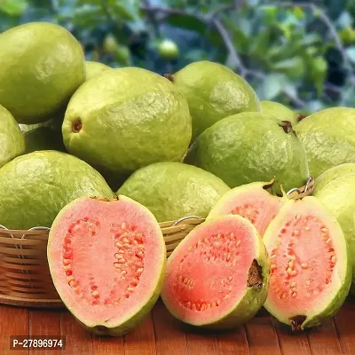 Red guava plant grafted ( pack of 1 )-thumb0