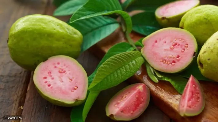 Pink guava plant ( pack of 1 )-thumb0