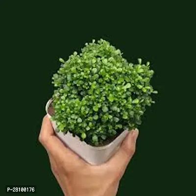 Indoor plants , Kamini plant ( pack of 1 )-thumb0