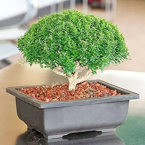 Hot Selling Plant & Planters 