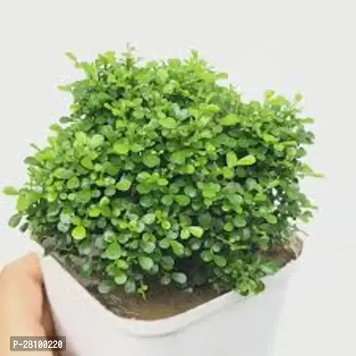 Indoor plants for office recepti