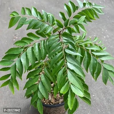 Curry leaves plant live ( pack of 1 )-thumb0