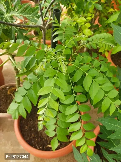 Curry leaves tree live plant ( pack of 1 )