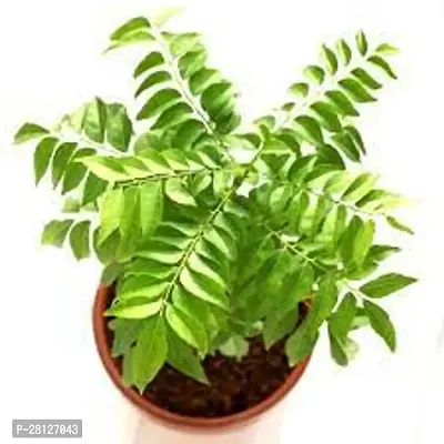 South indian curry leaves plant live ( pack of 1 )-thumb0