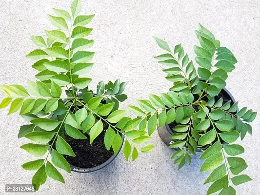 Curry leaf plant ( pack of 1 )-thumb0