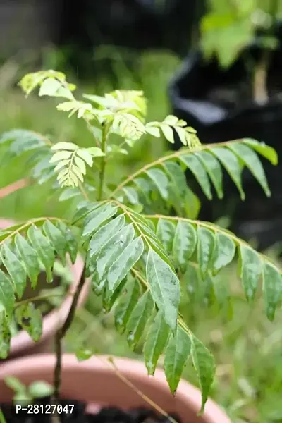 Curry leaf plant without pot ( pack of 1 )-thumb0