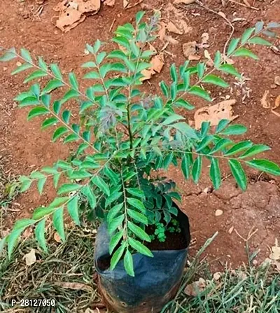 Curry leaves plant without pot ( pack of 1 )-thumb0