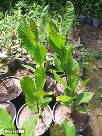 Cashew plant ( pack of 1 )-thumb0